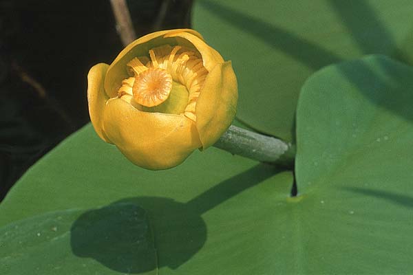 Nuphar lutea \ Teichrose, Groe Mummel / Yellow Water Lily, I Ampola - See/Lake 30.6.1990