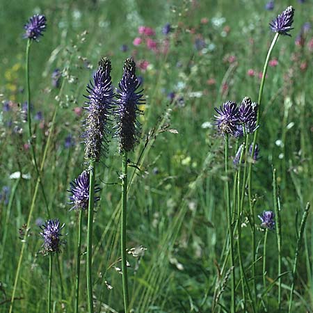 Phyteuma betonicifolium \ Betonienblttrige Teufelskralle / Betonica-Leaved Rampion, I Matscher Tal / Valley 28.6.1993