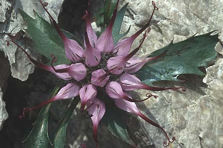 Physoplexis comosa \ Schopfige Teufelskralle / Devil's-Claw, I Tremalzo 17.7.1994