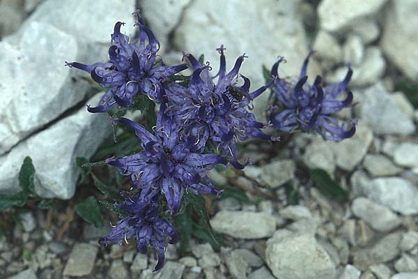 Phyteuma globulariifolium subsp. pedemontanum \ Piemonteser Teufelskralle / Piemont Rampion, I Sella-Joch 6.8.2004
