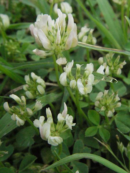Trifolium glomeratum \ Kn&auml;uel-Klee / Clustered Clover, I Passignano 1.6.2007