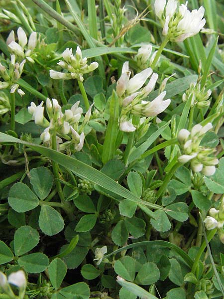 Trifolium glomeratum \ Kn&auml;uel-Klee / Clustered Clover, I Passignano 1.6.2007
