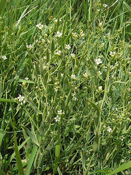 Thesium linophyllon \ Leinblttriger Bergflachs, Mittleres Leinblatt / Bastard Toadflax, I Monti Sibillini 8.6.2007