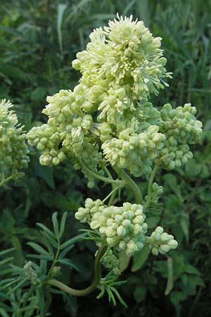 Thalictrum lucidum \ Glnzende Wiesenraute / Shining Meadow-Rue, I Ancona 30.5.2007
