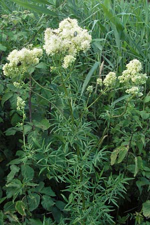 Thalictrum lucidum \ Glnzende Wiesenraute / Shining Meadow-Rue, I Ancona 30.5.2007