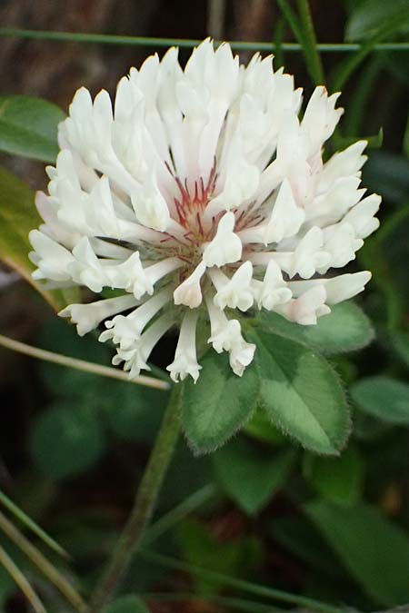 Trifolium pratense subsp. nivale \ Schnee-Klee / Snow Clover, I Passo di Gavia 6.7.2026