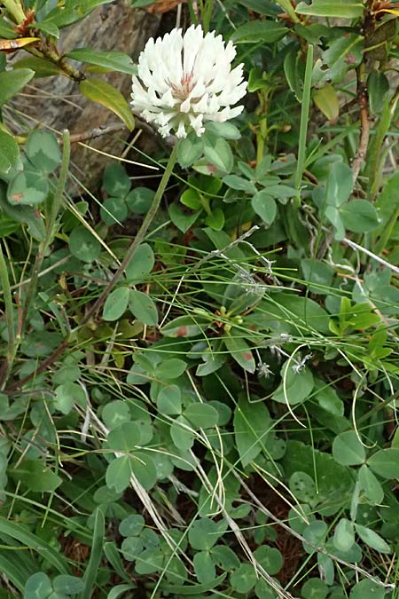 Trifolium pratense subsp. nivale \ Schnee-Klee / Snow Clover, I Passo di Gavia 6.7.2026