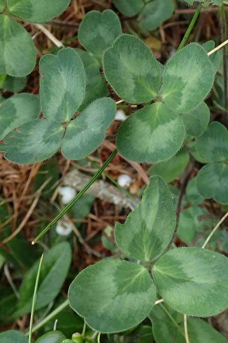 Trifolium pratense subsp. nivale \ Schnee-Klee / Snow Clover, I Passo di Gavia 6.7.2026