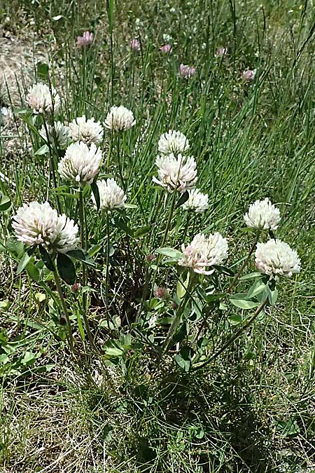 Trifolium pratense subsp. nivale \ Schnee-Klee / Snow Clover, I Bormio 9.7.2026