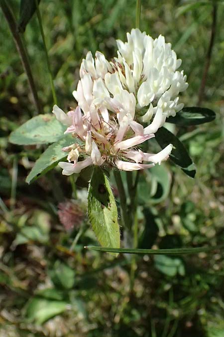 Trifolium pratense subsp. nivale \ Schnee-Klee / Snow Clover, I Bormio 9.7.2026
