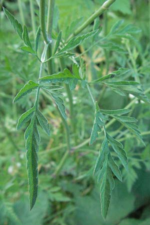 Torilis arvensis \ Acker-Klettenkerbel / Spreading Hedge Parsley, I Ancona 30.5.2007