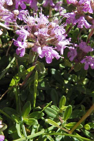 Thymus longicaulis \ Kaskaden-Thymian, Langstngeliger Thymian / Thyme, I Norcia 7.6.2007