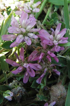 Trifolium resupinatum \ Persischer Wende-Klee / Reversed Clover, I Ancona 31.5.2007