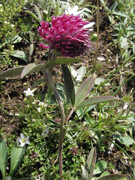 Trifolium purpureum \ Purpur-Klee, I Monti Sibillini 8.6.2007