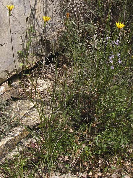 Scorzonera aristata ? \ Grannen-Schwarzwurzel, I Liguria, Dolcedo 30.5.2013