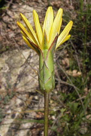 Scorzonera aristata ? \ Grannen-Schwarzwurzel, I Liguria, Dolcedo 30.5.2013