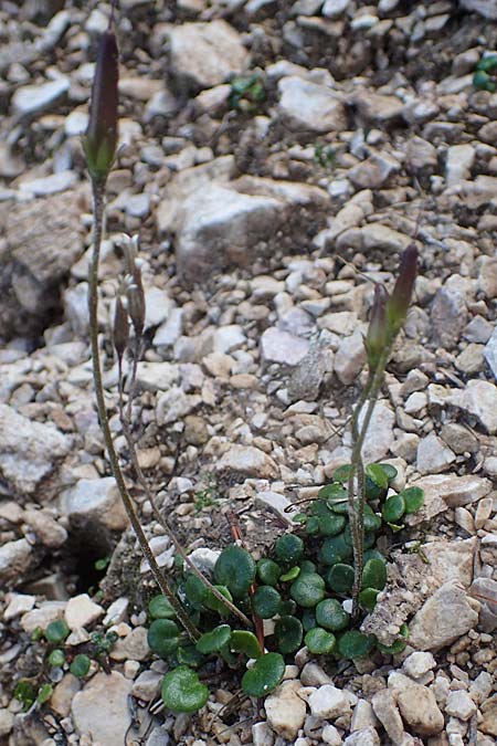 Soldanella minima \ Kleinstes Alpenglckchen / Smallest Soldanella, I Prags,  Weißlahnsattel 6.7.2022