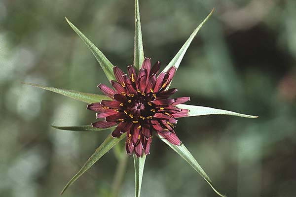 Tragopogon porrifolius subsp. porrifolius \ Lauchblttriger Bocksbart / Common Salsify, I Promontorio del Gargano, Mattinata 30.4.1985