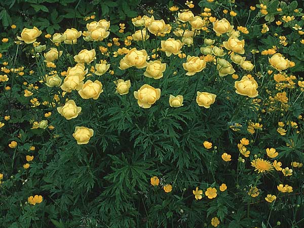 Trollius europaeus \ Trollblume / Globe Flower, I Tremalzo 30.6.1990