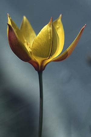 Tulipa sylvestris subsp. australis \ S&uuml;dliche Wild-Tulpe / Wild Tulip, I Abruzzen/Abruzzo 23.5.2005