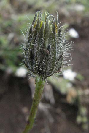 Scorzoneroides autumnalis \ Herbst-Schuppenlwenzahn / Autumn Hawkbit, Fall Dandelion, I Norcia 7.6.2007
