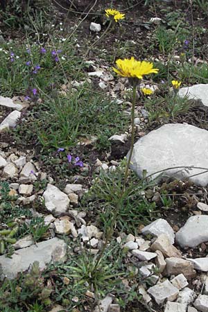 Scorzoneroides autumnalis \ Herbst-Schuppenlwenzahn / Autumn Hawkbit, Fall Dandelion, I Norcia 7.6.2007