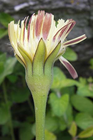 Urospermum dalechampii \ Weichhaariges Schwefelkpfchen, I Liguria, Castelvecchio di Rocca Barbena 19.5.2013