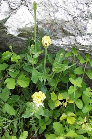 Urospermum dalechampii \ Weichhaariges Schwefelkpfchen, I Liguria, Castelvecchio di Rocca Barbena 19.5.2013