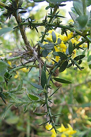 Ulex europaeus ? \ Europischer Stechginster / Gorse, I Albisola 22.5.2010