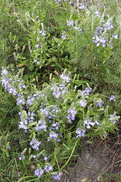 Veronica orsiniana \ Orsinis Ehrenpreis / Orsini's Speedwell, I Liguria, Pieve di Teco 27.5.2013