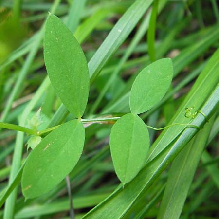 Vicia bithynica \ Bithynische Wicke / Bithynian Vetch, I Liguria, Castelvecchio di Rocca Barbena 19.5.2013
