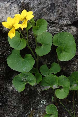 Viola biflora \ Gelbes Veilchen / Alpine Yellow Violet, I Alpi Bergamasche, Monte Alben 11.6.2017