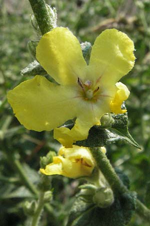 Verbascum chaixii \ Franz�sische K�nigskerze / Nettle-Leaved Mullein, I Urbino 9.6.2007