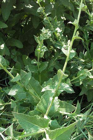 Verbascum chaixii \ Franz�sische K�nigskerze / Nettle-Leaved Mullein, I Urbino 9.6.2007