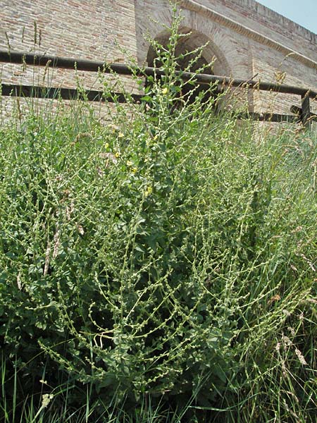 Verbascum chaixii \ Franz�sische K�nigskerze / Nettle-Leaved Mullein, I Urbino 9.6.2007