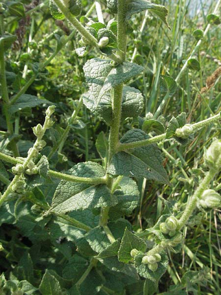 Verbascum chaixii \ Franz�sische K�nigskerze / Nettle-Leaved Mullein, I Urbino 9.6.2007