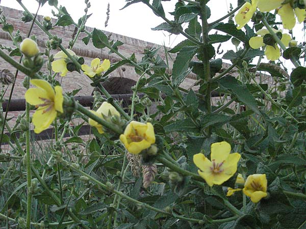 Verbascum chaixii \ Franz�sische K�nigskerze / Nettle-Leaved Mullein, I Urbino 9.6.2007