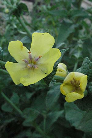 Verbascum chaixii \ Franz�sische K�nigskerze / Nettle-Leaved Mullein, I Urbino 9.6.2007