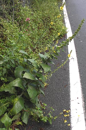 Verbascum nigrum ? \ Dunkle Knigskerze, Schwarze Knigskerze / Dark Mullein, I Liguria, Castelvecchio di Rocca Barbena 19.5.2013