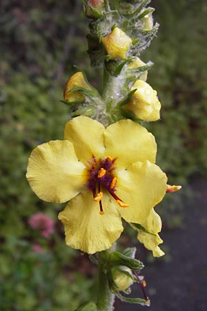 Verbascum nigrum ? \ Dunkle Knigskerze, Schwarze Knigskerze / Dark Mullein, I Liguria, Castelvecchio di Rocca Barbena 19.5.2013