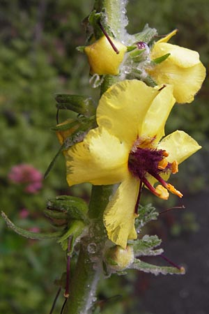 Verbascum nigrum ? \ Dunkle Knigskerze, Schwarze Knigskerze / Dark Mullein, I Liguria, Castelvecchio di Rocca Barbena 19.5.2013