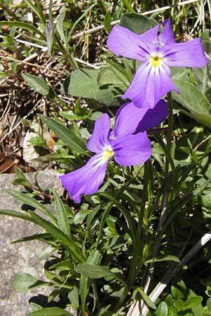 Viola calcarata \ Langsporniges Veilchen, Gesporntes Stiefmtterchen / Spurred Pansy, I Liguria, Monte Beigua 24.5.2013