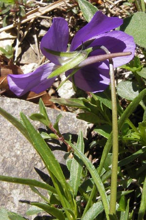 Viola calcarata \ Langsporniges Veilchen, Gesporntes Stiefmtterchen / Spurred Pansy, I Liguria, Monte Beigua 24.5.2013