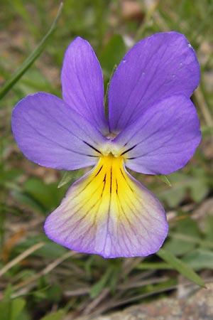 Viola calcarata \ Langsporniges Veilchen, Gesporntes Stiefmtterchen / Spurred Pansy, I Liguria, Monte Beigua 24.5.2013