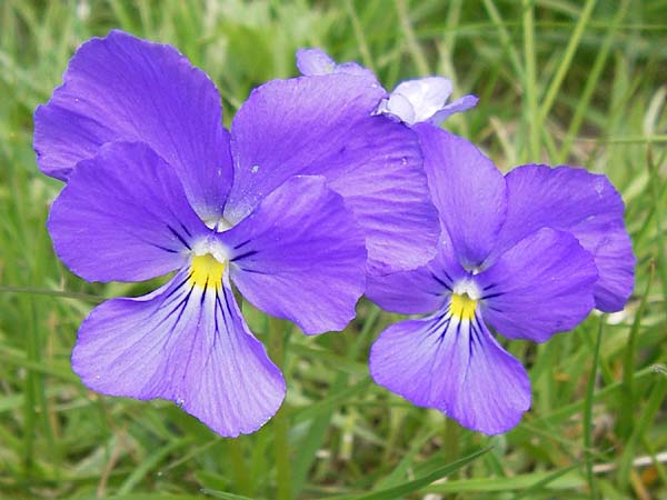 Viola calcarata \ Langsporniges Veilchen, Gesporntes Stiefmtterchen / Spurred Pansy, I Liguria, Molini di Triora 26.5.2013
