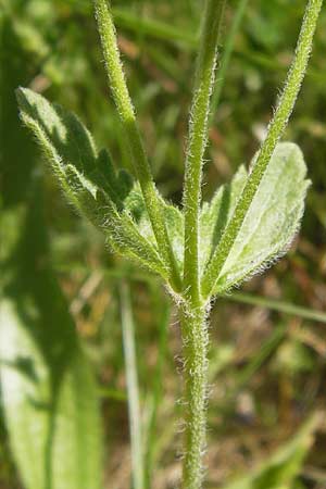 Veronica orsiniana \ Orsinis Ehrenpreis / Orsini's Speedwell, I Finale Ligure 22.5.2013