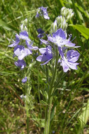 Veronica orsiniana \ Orsinis Ehrenpreis / Orsini's Speedwell, I Finale Ligure 22.5.2013