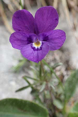 Viola dubyana \ Feinbl&auml;ttriges Veilchen / Duby's Pansy, I Alpi Bergamasche, Pizzo Arera 9.6.2017