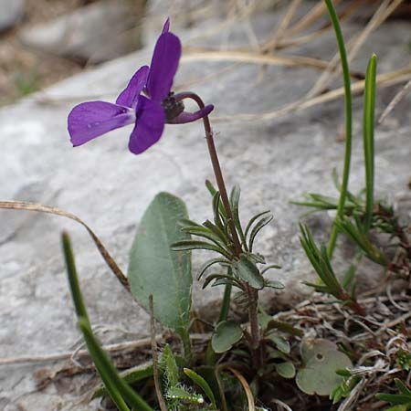 Viola dubyana \ Feinbl&auml;ttriges Veilchen / Duby's Pansy, I Alpi Bergamasche, Pizzo Arera 9.6.2017