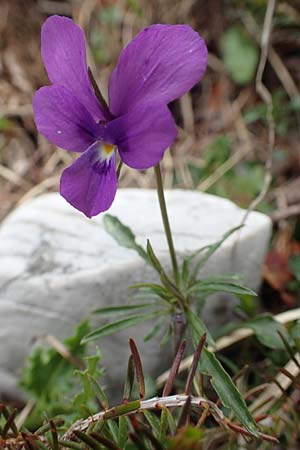 Viola dubyana \ Feinbl&auml;ttriges Veilchen / Duby's Pansy, I Alpi Bergamasche, Pizzo Arera 9.6.2017